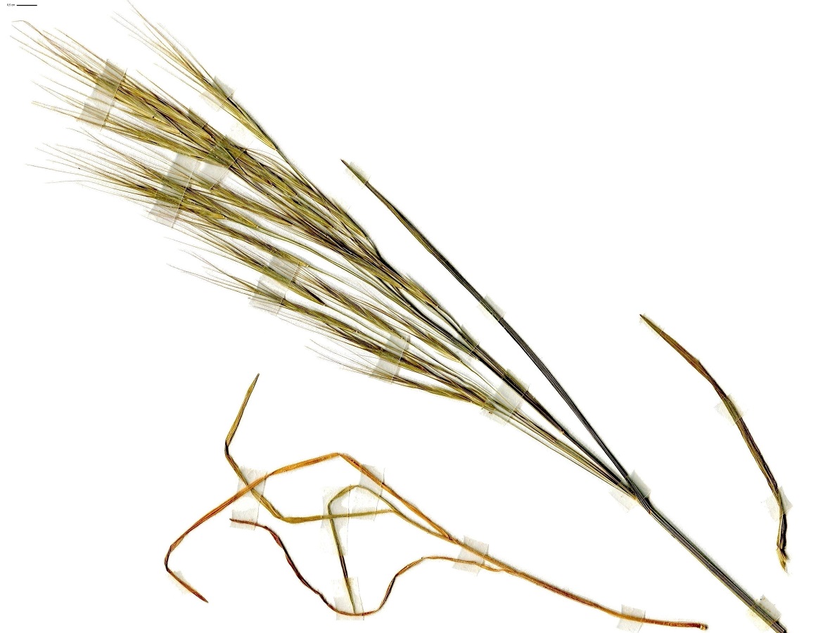 Anisantha sterilis (Poaceae)